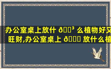 办公室桌上放什 🌳 么植物好又旺财,办公室桌上 🐒 放什么植物风水好